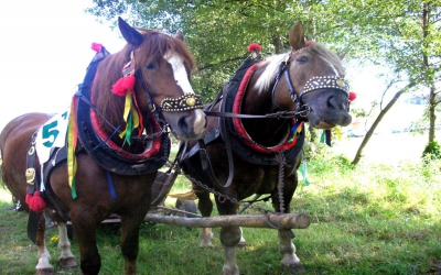 Furmanská súťaž ťažných koní o valašku